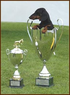 Golfista - vice BIS Szczecin ´03